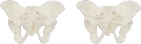 Size Female Pelvis Model Flexible Anatomy Model Hip Bone Pelvic ...