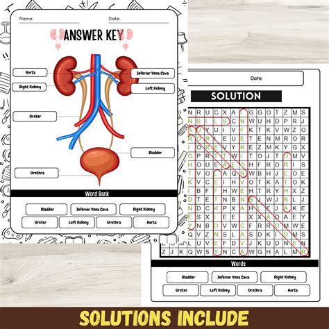 Kidneys Diagram Worksheet Parts Of The Kidneys: Interactive Google