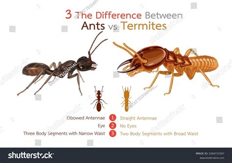 Soldier Termite Vs Ant