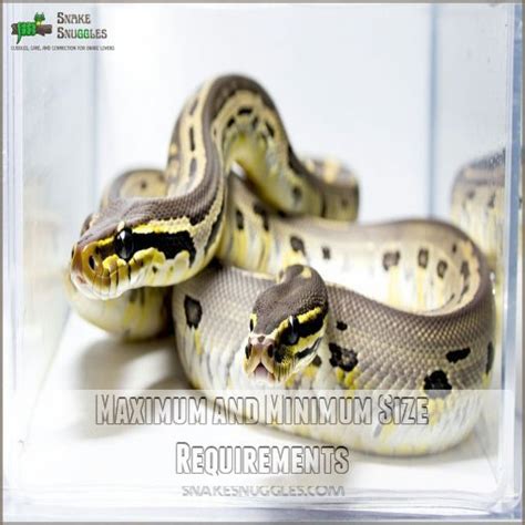 Image result for Ball Python Maximum Size