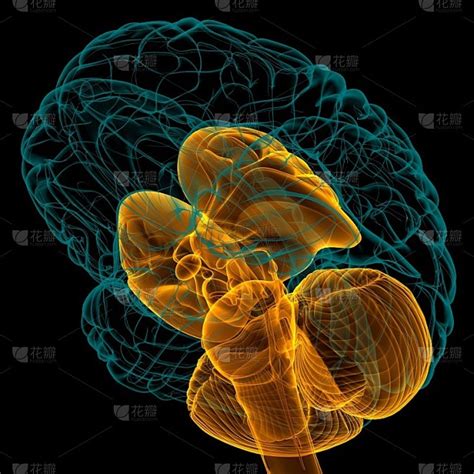 人脑 的图像结果