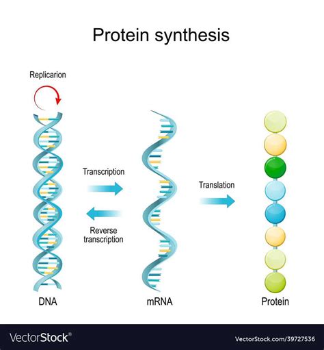 Image result for Protein Synthesis Explained