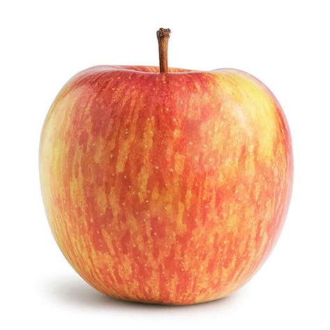 Image result for Apple System.Data