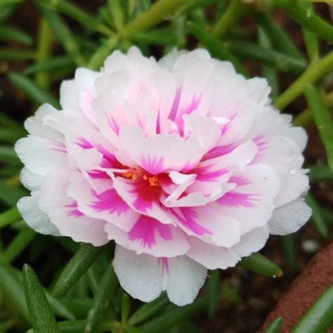 Table Rose Baby Pink Plant freeshipping - PadmamNursery – Padmam Nursery