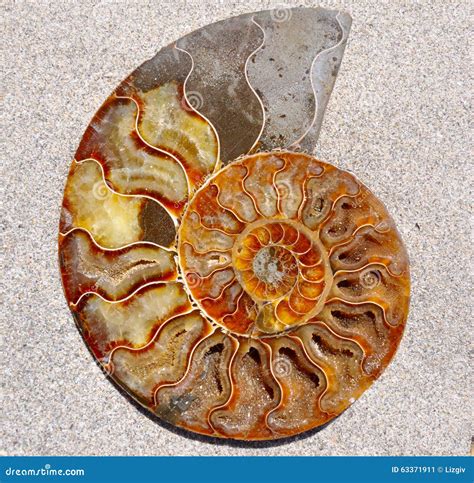 Image result for Round Shell Fossil