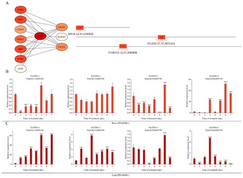 Genome-Wide Identification, Drought-Responsive Expression, and EAR ...
