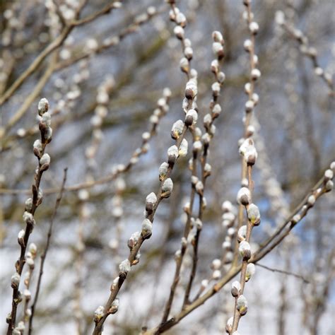 Salix discolor (pussy willow) – Butterfly Effect Farm