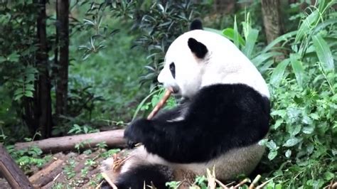 大熊猫 吃竹子 _图片中心_中国网