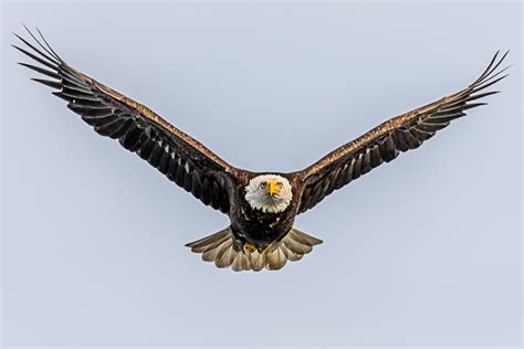 Eagle Eye Tutorial 的图像结果