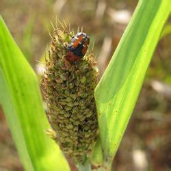 Crop Protection ::Crop Insect Pest :: Agriculture Crops