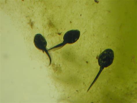 Image*After : photos : spawn goo green tadpole frog-spawn frog frogs frogspawn