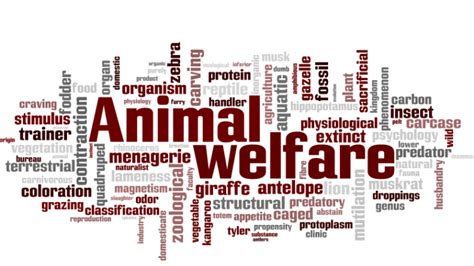 Petition · Help Cattle & Camels In Jaisalmer - India · Change.org