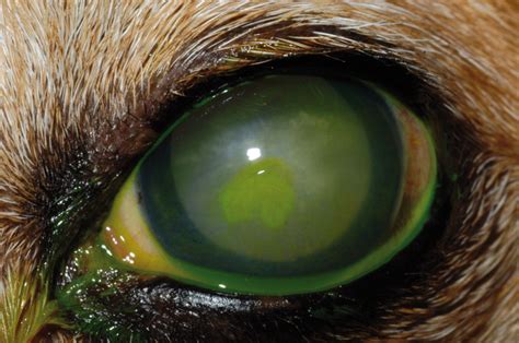 Can Dogs Get Herpes In The Eyes