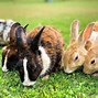 Image result for What to Feed a Pet Rabbit