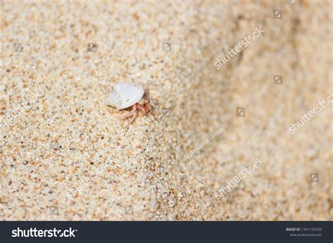 Ocean Creatures On Beach Sand Stock Photo 1341192359 | Shutterstock
