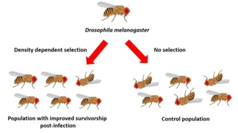 Image result for Genotype Example