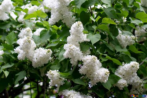 White lilac bushes free image - № 37573