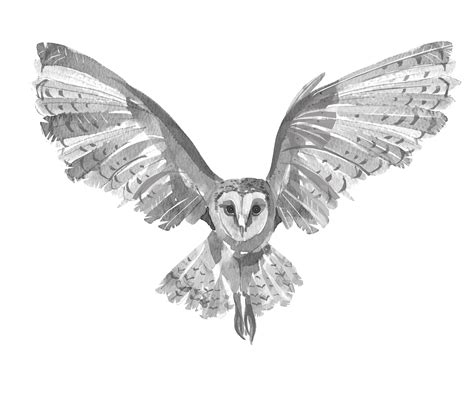 Flying Barn Owl Sketch