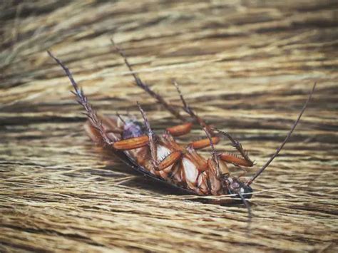 Cockroach Skeleton 的图像结果