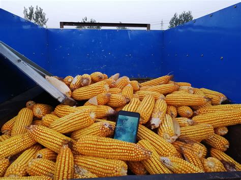带有“营口”标签的玉米种子走向全国20个省__凤凰网