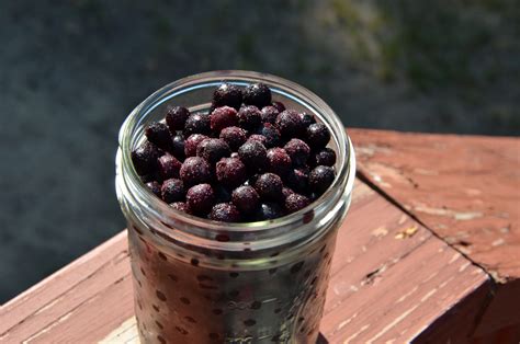Why Choose Frozen Wild Blueberries? - Wild Blueberries