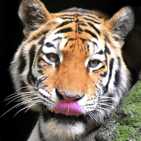 Korean's National Animal | My Korean Scribbles