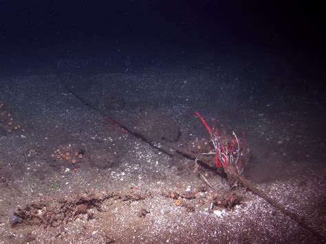 Ocean 的图像结果