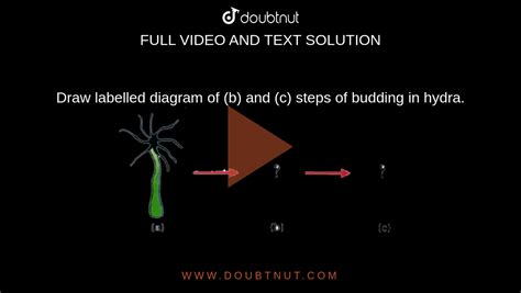 Hydra Visuals Tutorial 的图像结果