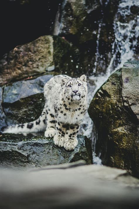 300 Best Names for Snow Leopard - Name Generator & Ideas - FluentSlang