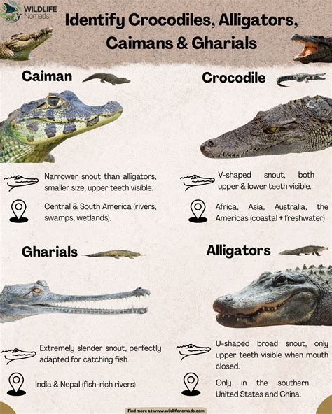 Best 12 Crocodile vs. Alligator: What’s the Difference – Artofit