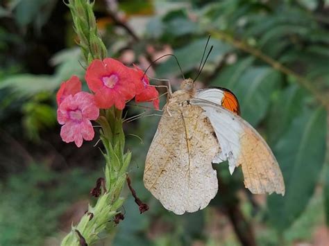 Hebomoia glaucippe australis | Butterfly