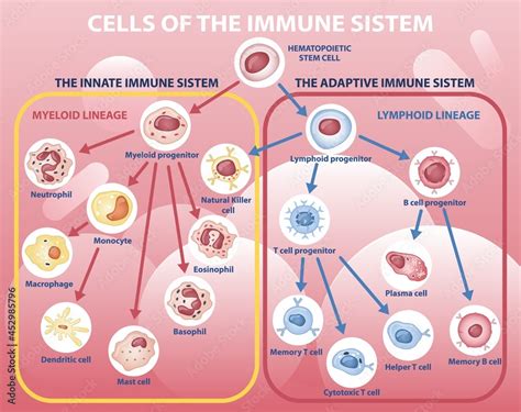 Immunity System 的图像结果