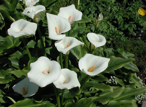 2560x1700 Resolution calla lilies, flowers, white Chromebook Pixel ...