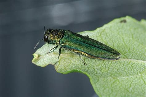 Alien Attack: Emerald Ash Borers Invade 88th Regional Support Command ...
