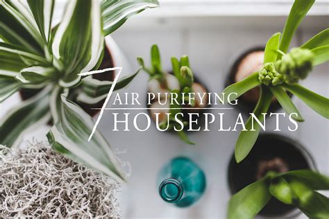 7 Best Air Purifying Houseplants - Freytags Florist - Freytags Florist