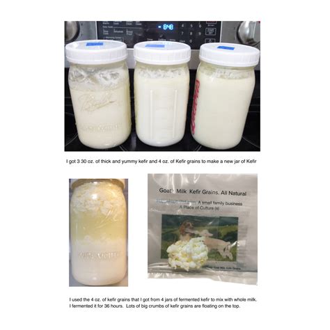 Goats Milk Kefir Culture Live Fresh Goat Kefir Grains