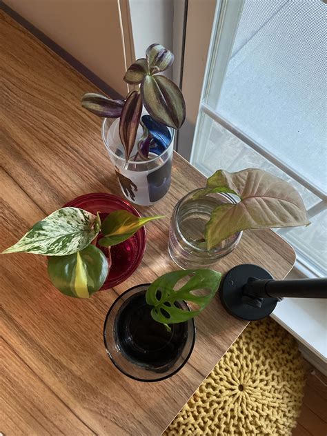 3 best u/tia_pia images on Pholder | Hair Dye, Houseplants and Plants