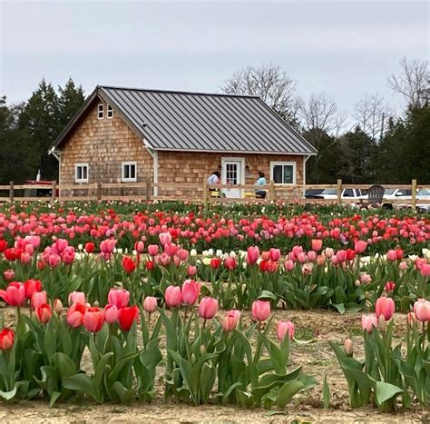 Pick Your Own Tulips - Lorenzen Flower Farm