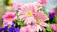 Wallpaper Of Pink Flower by Pink Flower Desktop Wallpaper 183 Wallpapertag Wallpaper Of Pink Flower