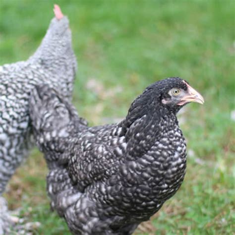 Cuckoo Maran Chicken Murray McMurray Hatchery Cuckoo Marans