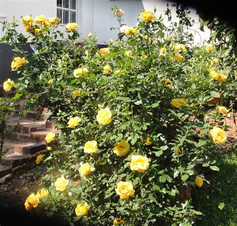 Rose Bushes Have Yellow Leaves - Garden Plant