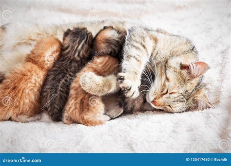 Mother Cat Nursing Baby Kittens Stock Photo - Image of kitten, ears ...