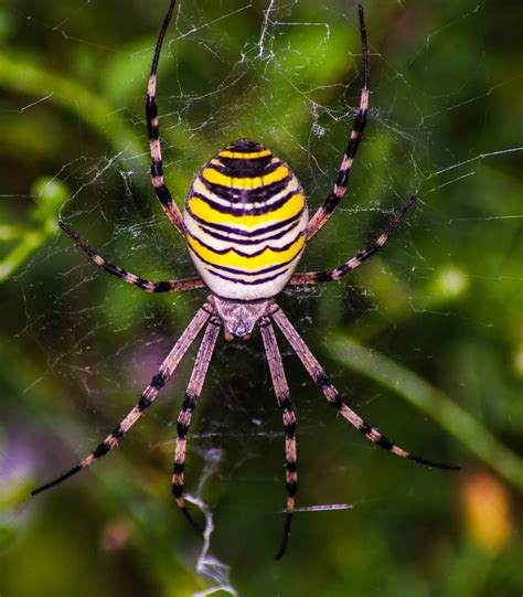 Spiritual Meaning Of Spiders In The Bible - Bible Wings