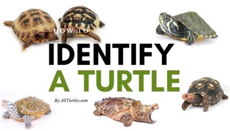 Turtle Identification (Our 2022 In Depth Guide) - All Turtles