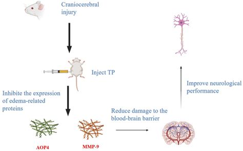 Image result for Torin1 Intraperitoneal Injection