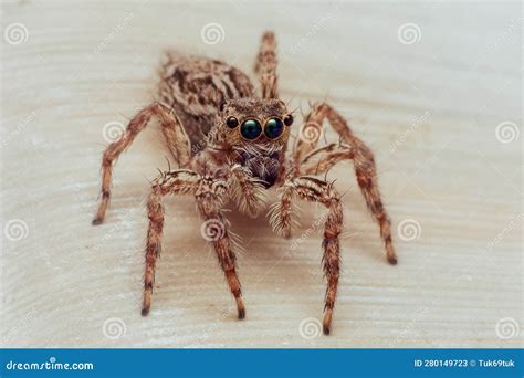 Macro Close Up of Jump Spider Stock Image - Image of wild, jumper ...