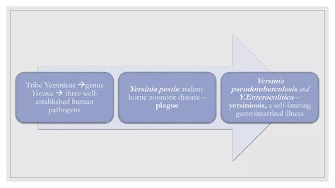Yersinia,Pasteurella,Francisella | PPTX
