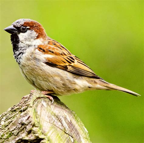 25 INVASIVE Animals found in North Carolina! (2026) - Bird Watching HQ