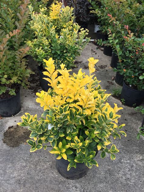Golden Euonymus Accent Shrub In Pot With Soil L3159 At