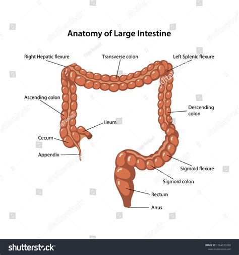 What Is Hepatic Flexure at Dorathy Quinones blog